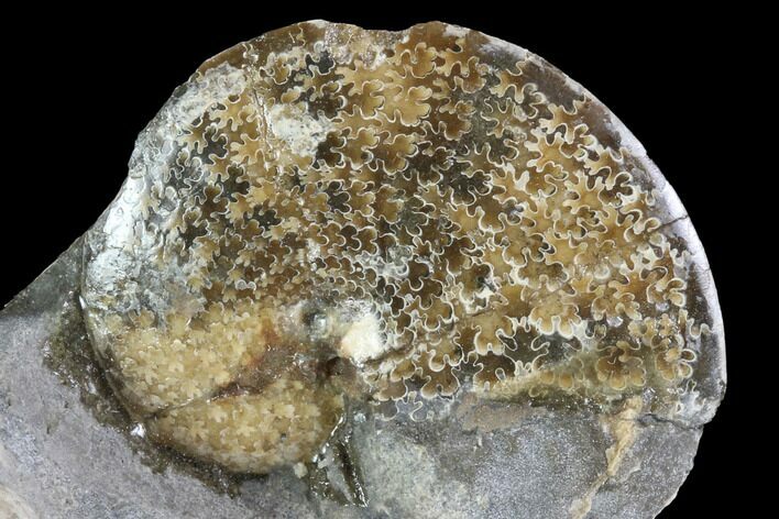 Sphenodiscus Ammonite - South Dakota #86204
